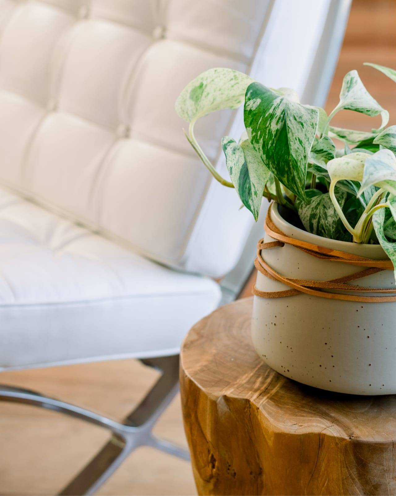 Espacios diseñados con visión Mesa de árbol con una planta y un sofa blanco de corte moderno