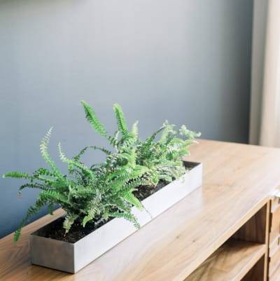 Trayectoria profesional Planta en un recipiente rectangular en una mesa de madera y una pared gris.