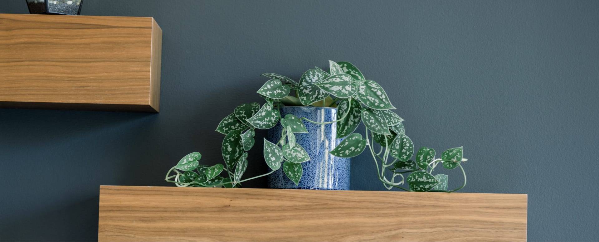 Consultoría de diseño de interiores Estantería de madera con una planta en una vasija azul y una pared gris oscuro