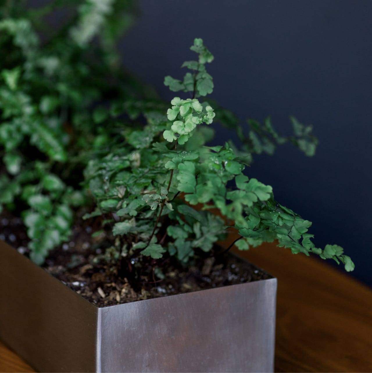 Te ayudamos a tomar decisiones Mesa de madera con una planta en un recipiente metálico rectangular